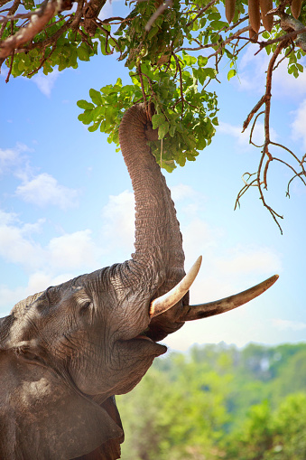 Elephant moving through the African landscape